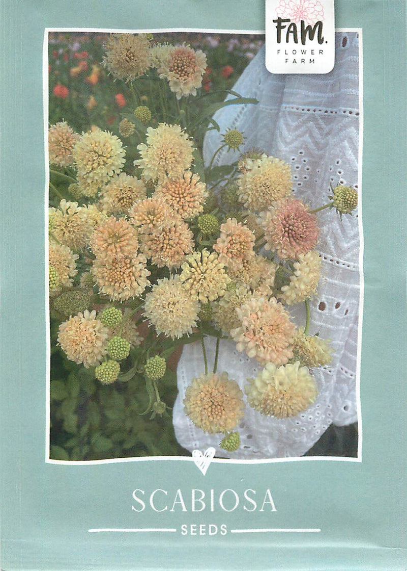 Scabiosa - Fata Morgana - 100 Seeds