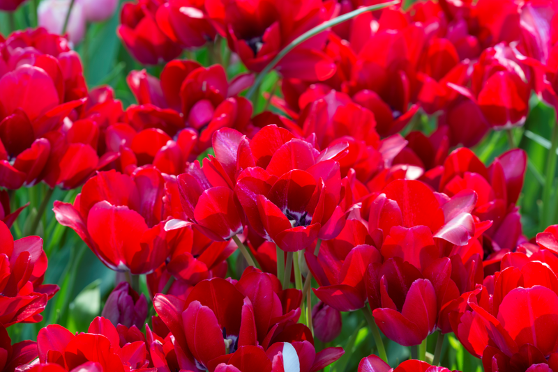 Tulipe Multiflora - Fiery Club - 7 pcs