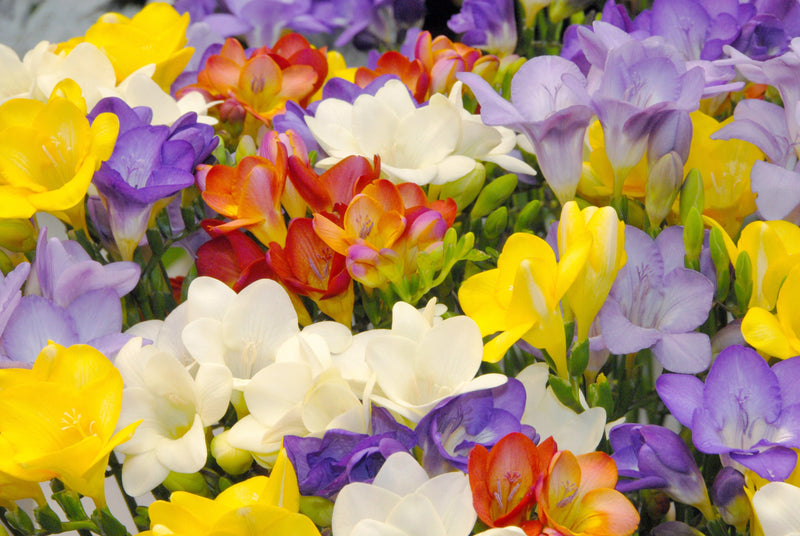 Mélange de Freesias - 40 pcs