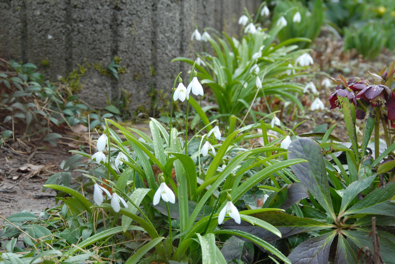 Galanthus Ikariae - 5/6 - 30 stuks