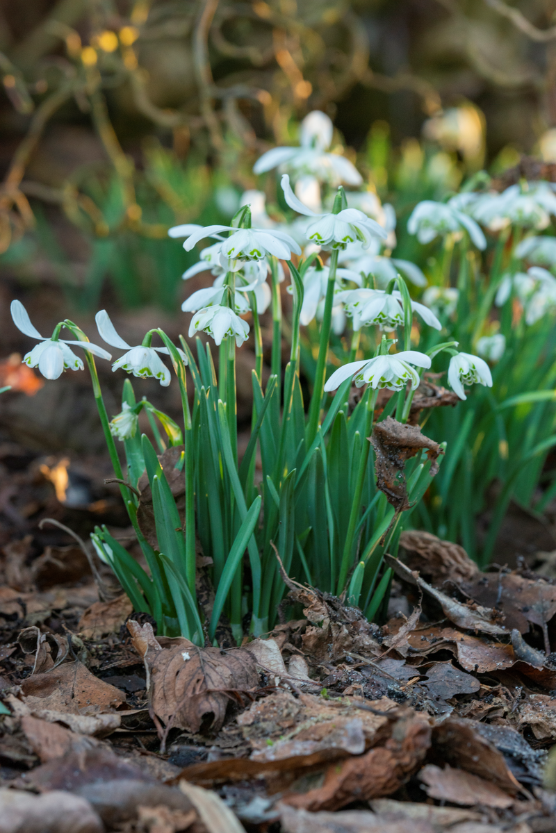 Galanthus - Flore Pleno - 5/6 - 7 pièces