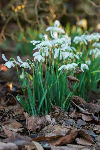 Galanthus - Flore Pleno - 7 pièces