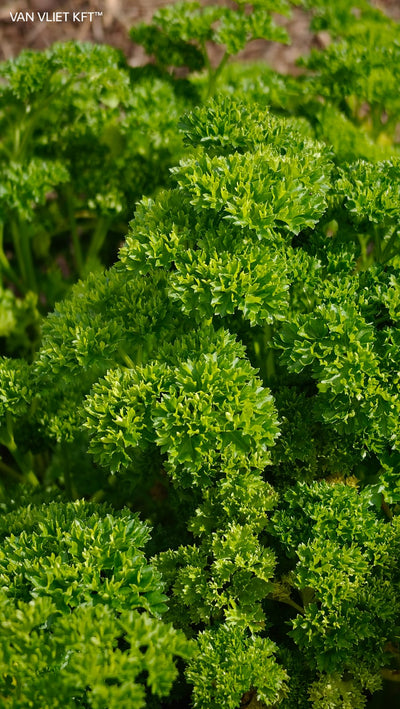 Parsley - Bravour - 3g