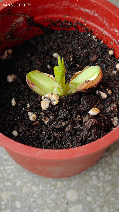 Growing Pots Peanuts