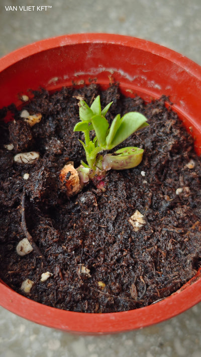 Cultiver des Cacahuètes en Pots