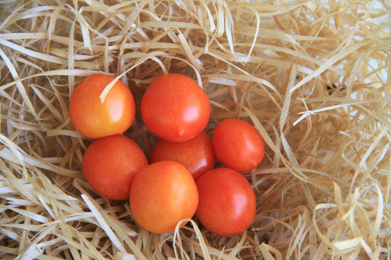 Cherry-Tomate - Micro Cherry - 10 Samen