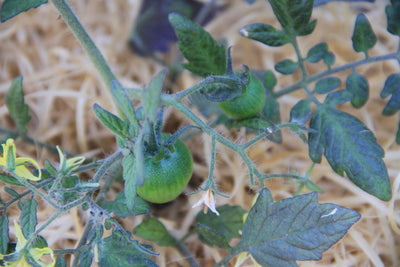 Cherry-Tomate - Micro Cherry - 10 Samen