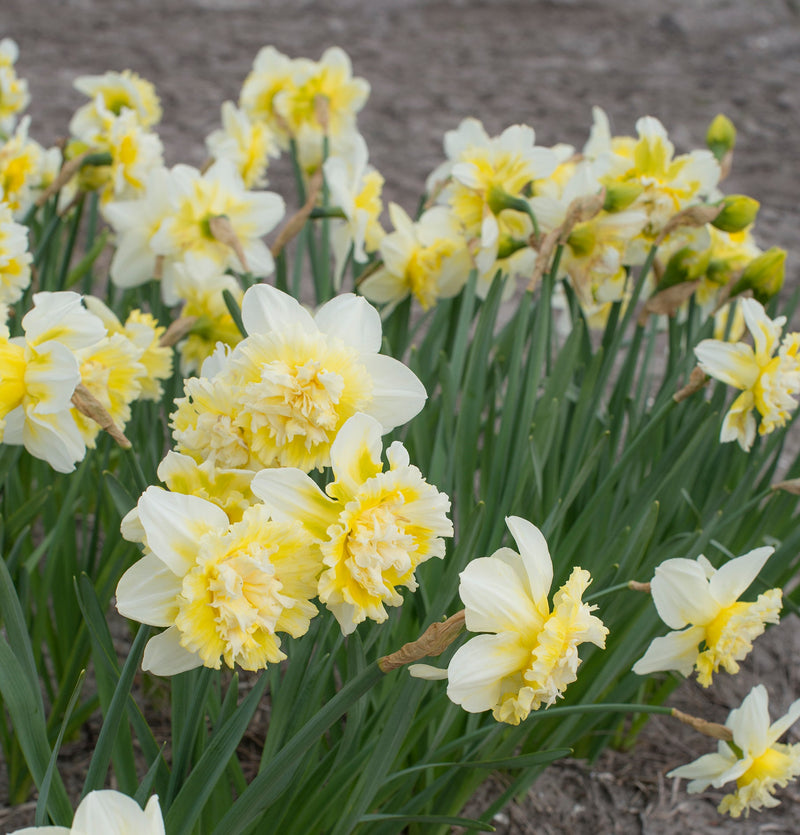 Narcis Dubbel - IJskoning - 14/16 - 5 st