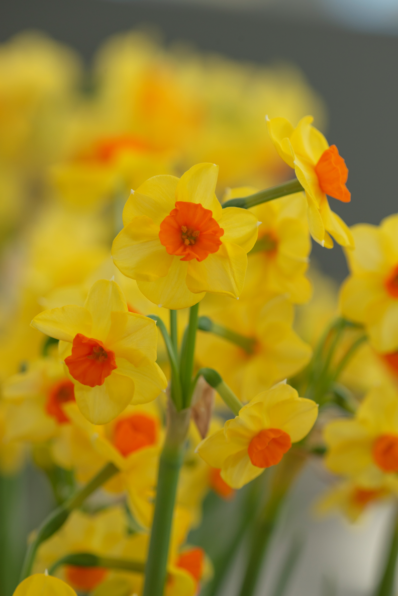 Narcis Botanical - Martinette - 20 kom