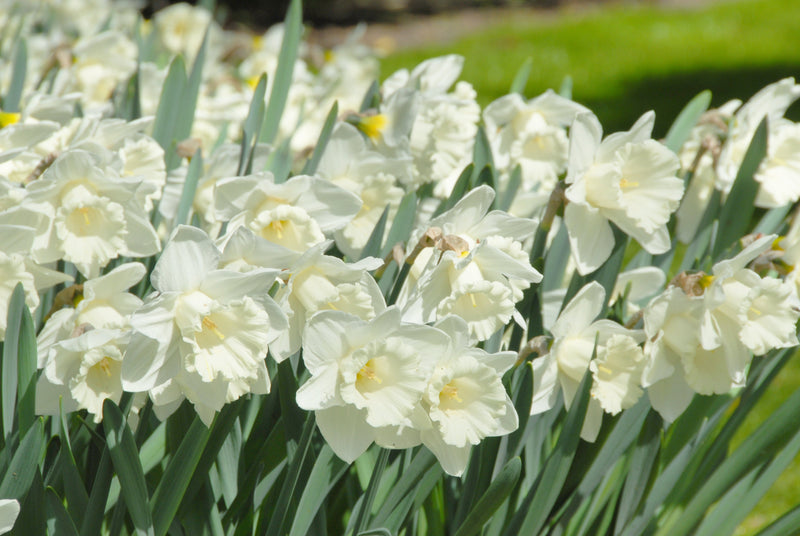 Trompeta Narcis - Campana de montaje - 14/16 - 12 piezas