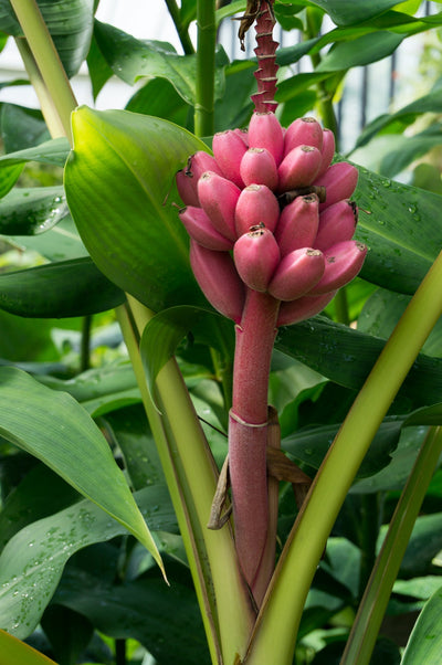 Small Garden - Roze banaan - 10-15 zaden