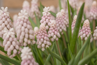 Muscari - Pink Sunrise - 5 buc