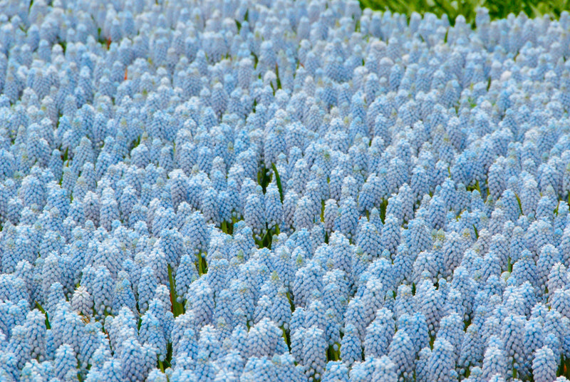 Muscari - Valérie Finnis - 8/9 - 20 pcs