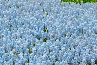 Muscari - Valerie Finnis - 8/9 - 20 pcs