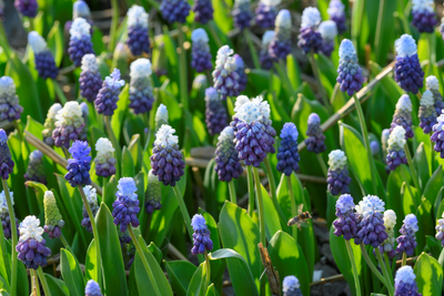 Muscari - Latifolium - 5/6 - 15 uds.