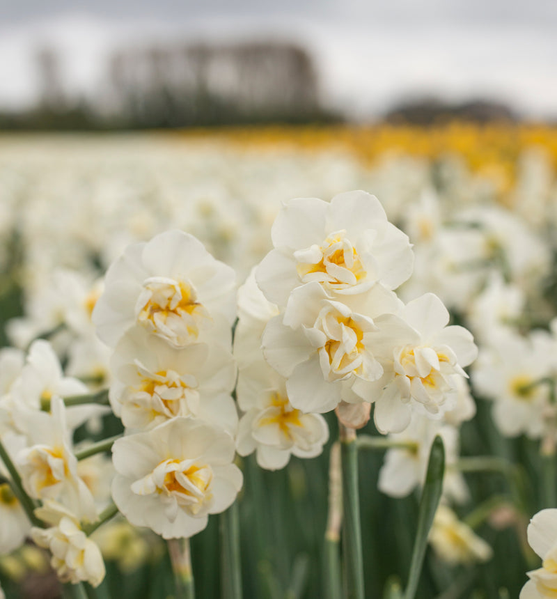 Narcis Double - Heiterkeit - 14/16 - 15 Stk