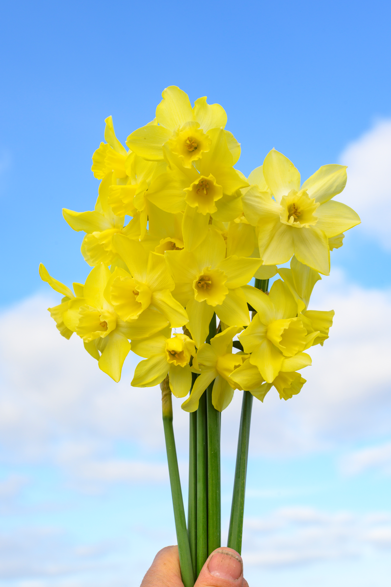 Narcis Botanisch - Pipit - 12/+ - 7 st