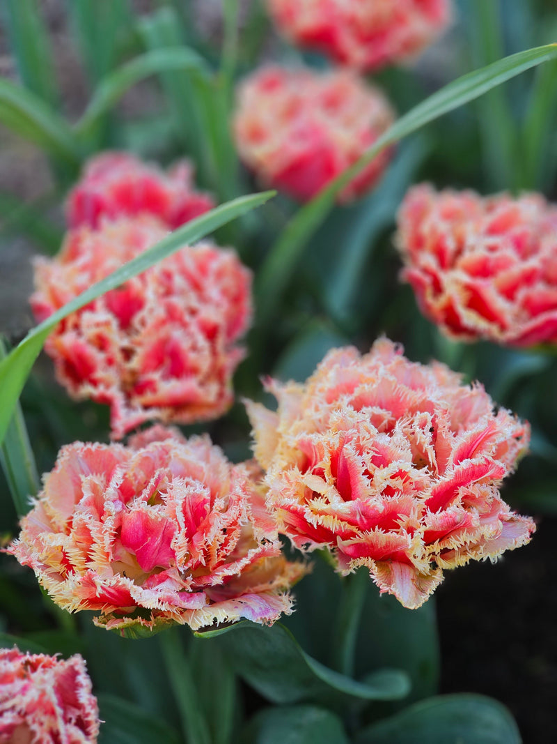 Tulipán con doble flecos - Queensland - 12/+ - 7 piezas