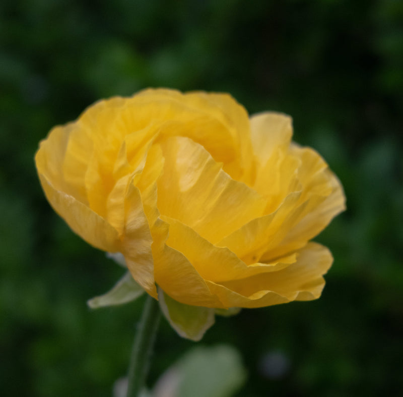 Ranunculus - Galben - 10 buc