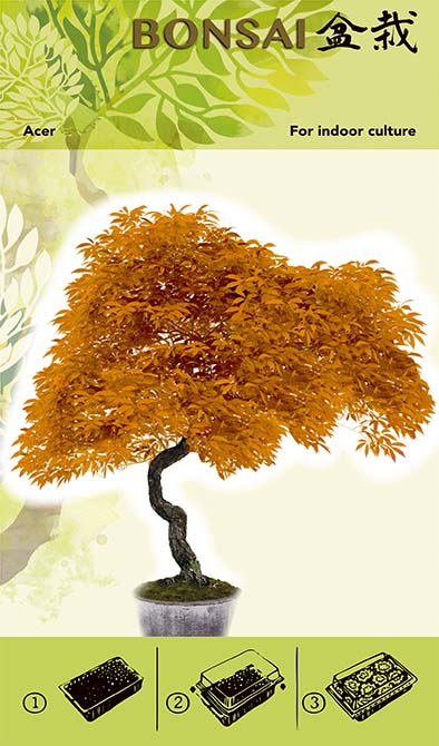 Kit de cultivare pentru bonsai - Acer Oranje I