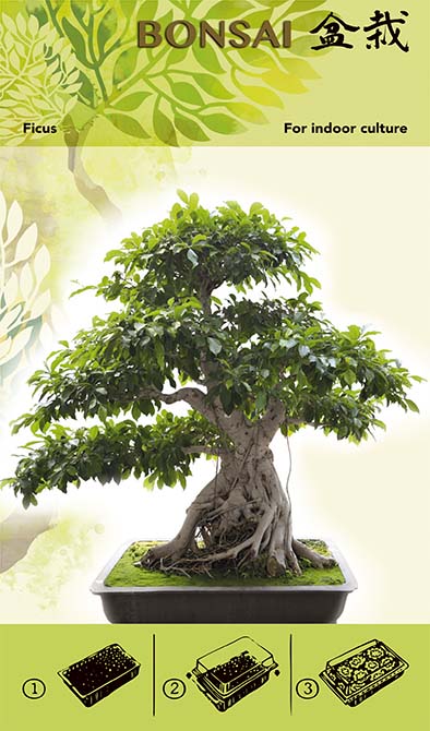 Kit per la coltivazione di bonsai - Ficus I