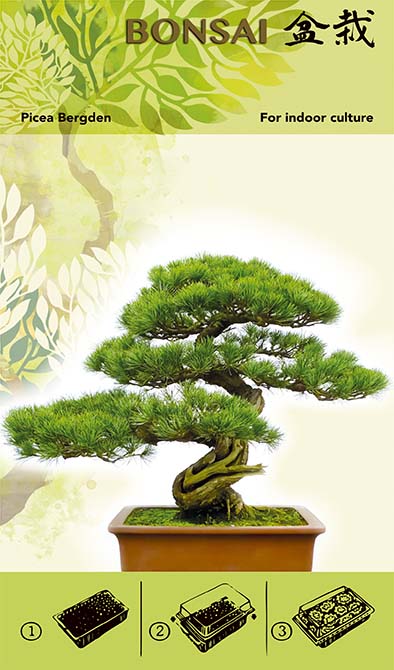 Kit de cultivare pentru bonsai - Picea Bergden I