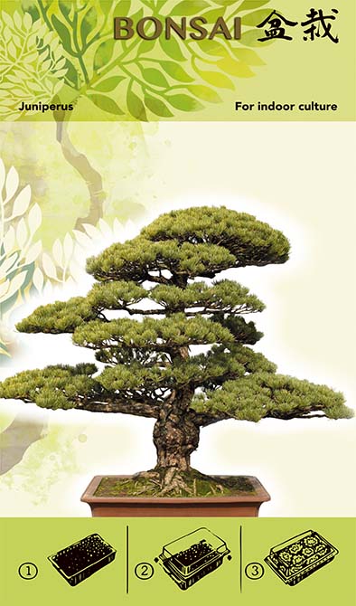 Kit de cultivare pentru bonsai - Juniperus I