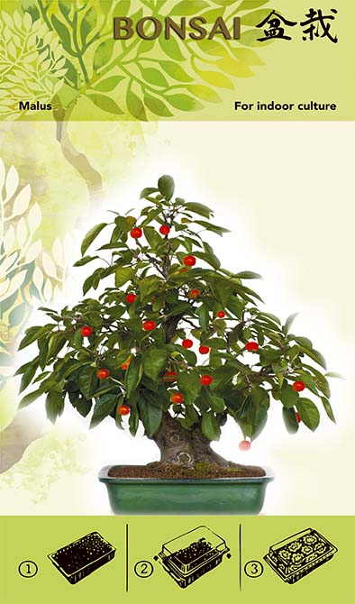 Kit di coltivazione bonsai - Malus I