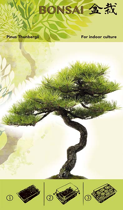 Bonsai-Zuchtset - Pinus Thunbergii I