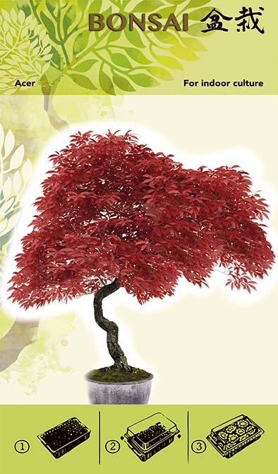 Kit di coltivazione bonsai - Acer Red I