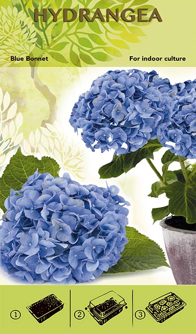 Kit de cultivare pentru Bonsai - Hortensia &