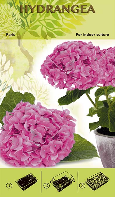 Bonsai Kweekset - Hortensia &