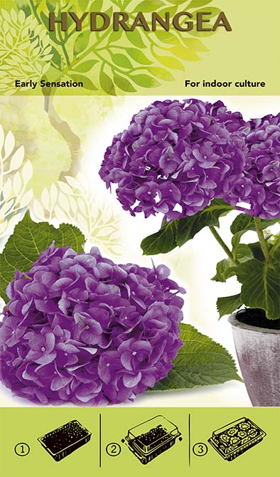 Bonsai-Zuchtset – Hortensie „Early Sensation“ – Lila