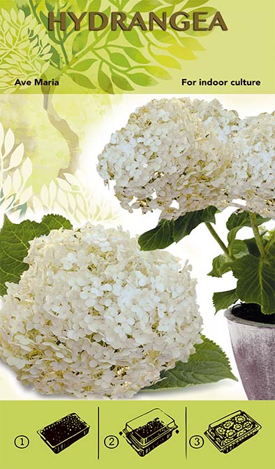 Kit de Cultivo Bonsai - Hortensia &