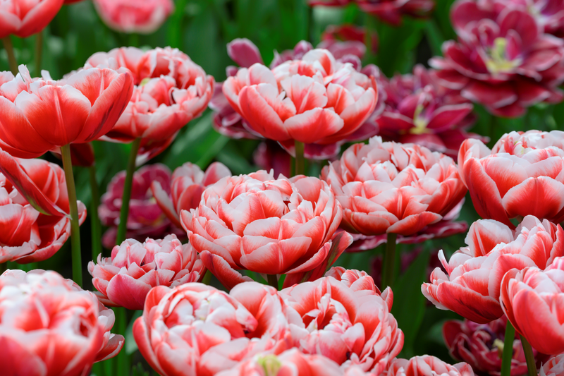 Tulip Double Late - Sensation - 12/+ - 12 pcs