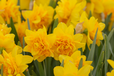 Narcis Botanical - Tete Deluxe - 12/14 - 7 pcs