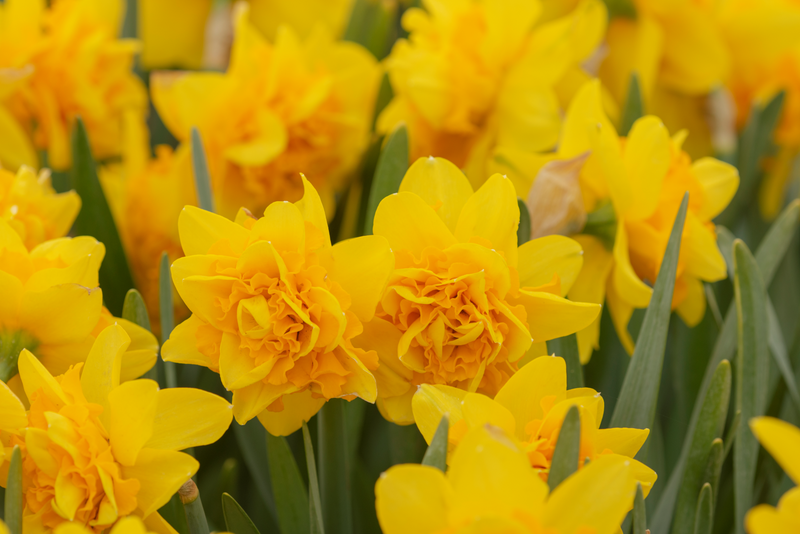 Narcis Botanical - Tete Deluxe - 7 buc