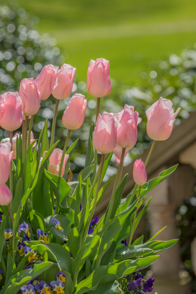 Tulip Triumph - Albicocca Beauty - 12/+ - 7 pz