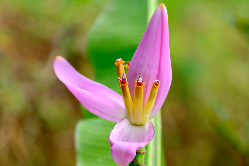 Small Garden - Roze banaan - 10-15 zaden