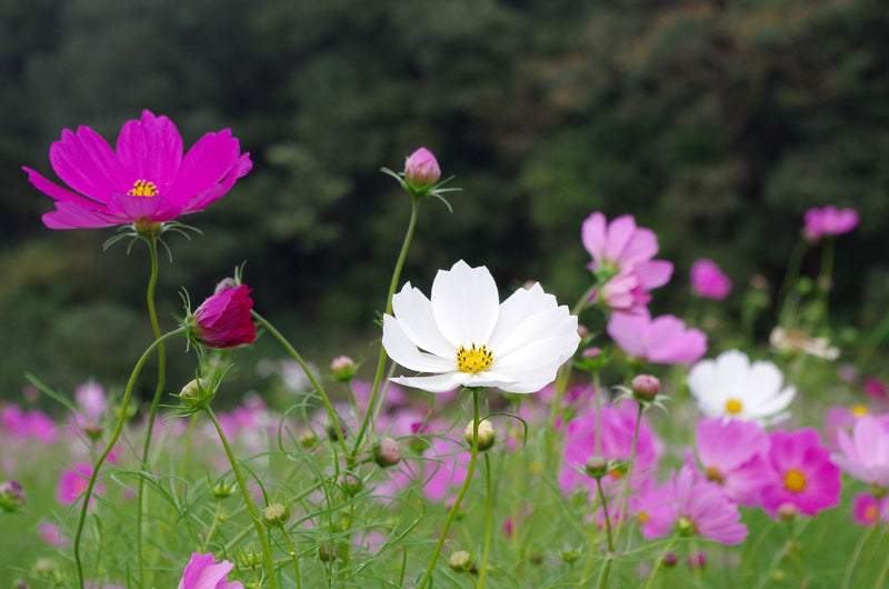 Cosmos - Sensación - 1g