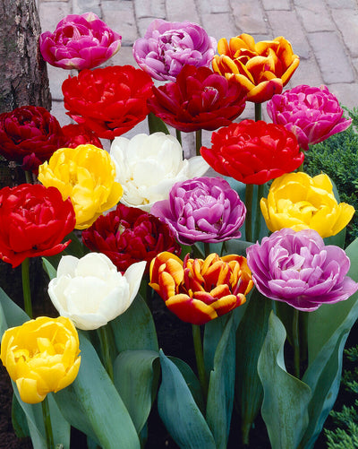 Tulip Double Late - Mixto - 12/+ - 15 piezas