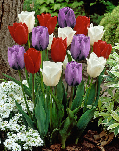 Tulip - Dutch Garden - 12/+ - 10 pcs