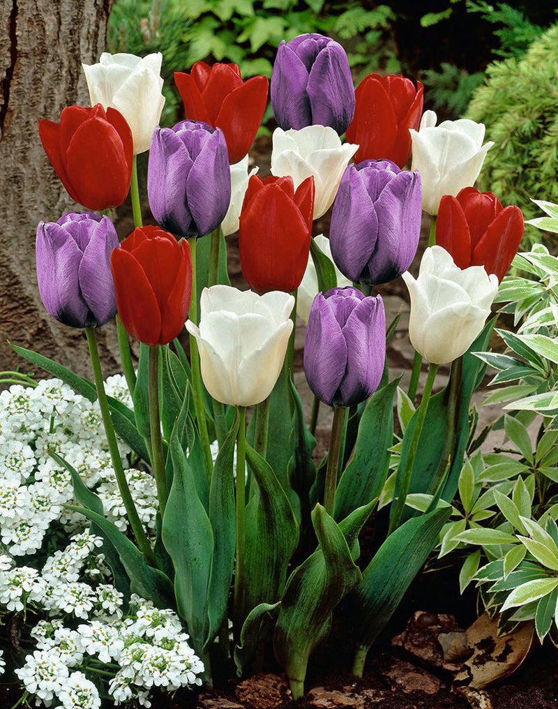 Tulipano - Dutch Garden - 12/+ - 10 pz.