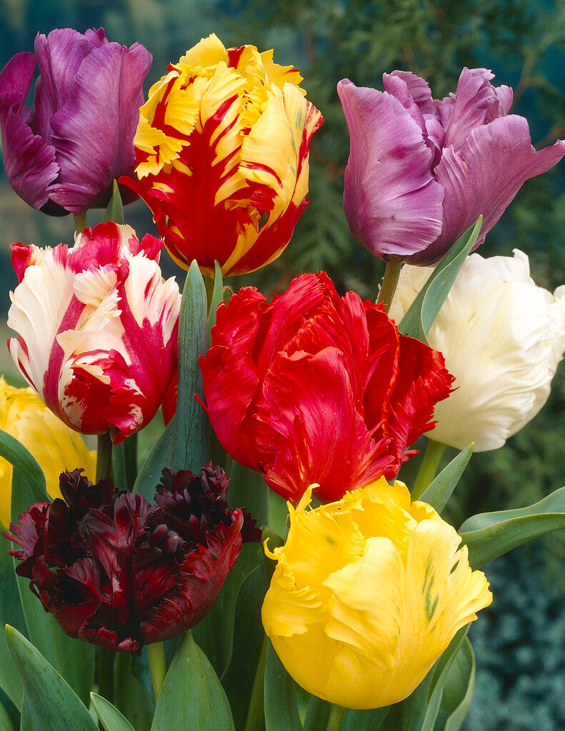 Tulp Papegaai - Gemengd - 12/+ - 15 stuks