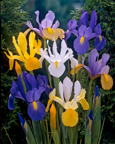 Iris Hollandica - Mixt - 40 buc (există)