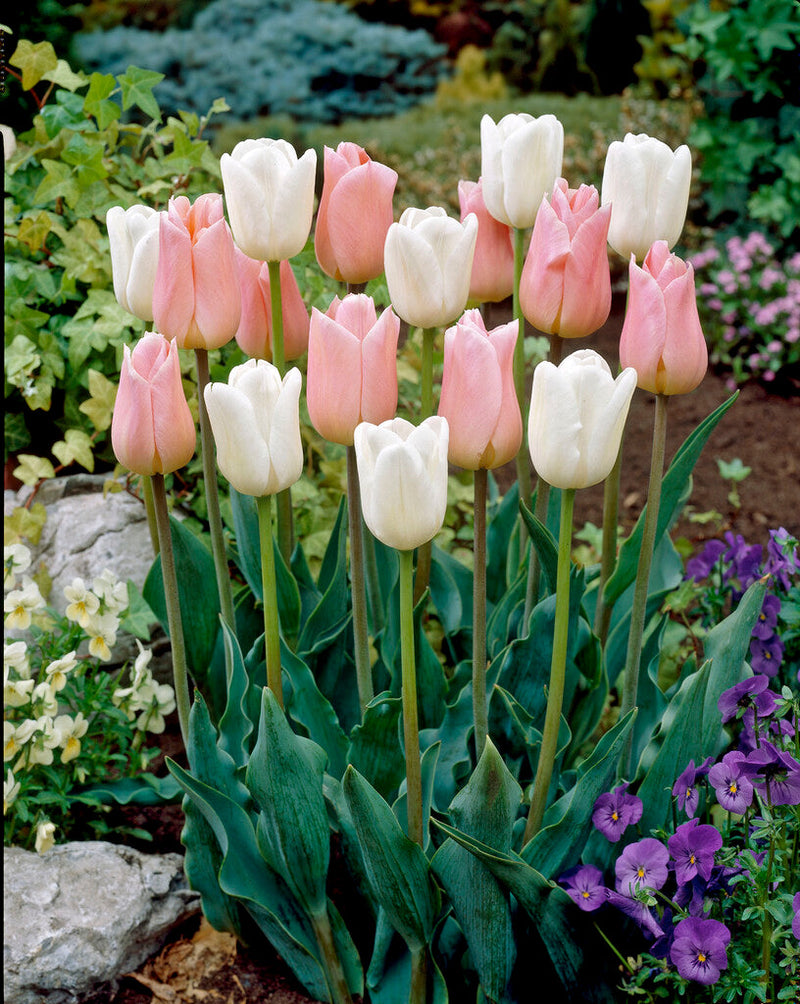 Tulp - Zoete Snoep - 12/+ - 10 st.