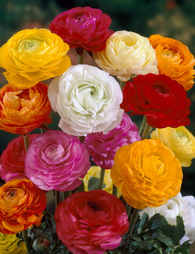 Ranunculus - Mix - 6/7 - 10 uds.