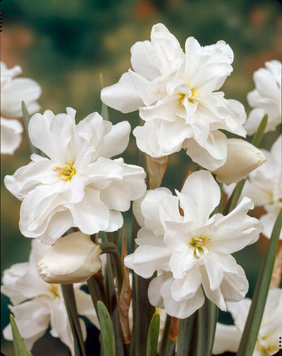 Narciso Botanico - Bianco Pieno - 12/14 - 5 pz