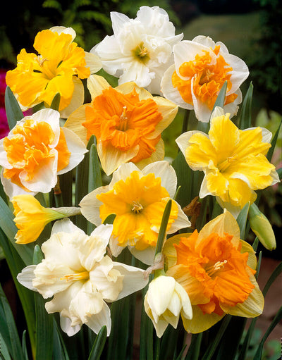 Narcis Splitcrown - Mix - 5 buc