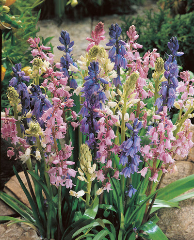 Spanish Bluebells - Mix - 8/9 - 10 pcs